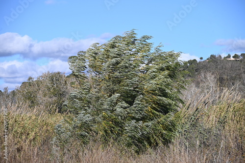 Paisaje de arbol azotado por el viento photo