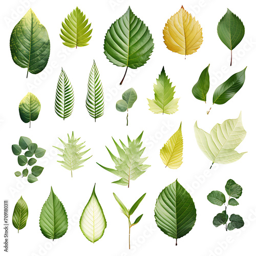 set of green leaves on a transparent background  PNG is easy to use.