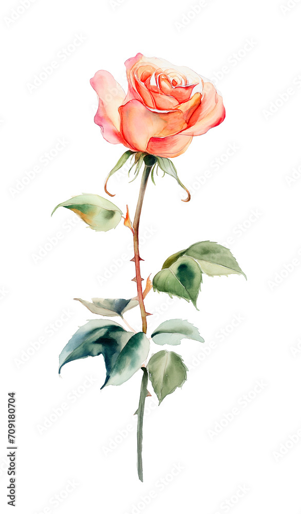 Rose watercolor painting isolated on white background Rose watercolor painting isolated on white background
