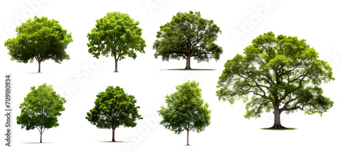 Collection Trees Isolated on PNGs transparent background   Use for visualization in architectural design or garden decorate  