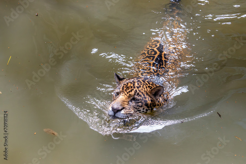 A jaguar (Panthera onca) swims in the water