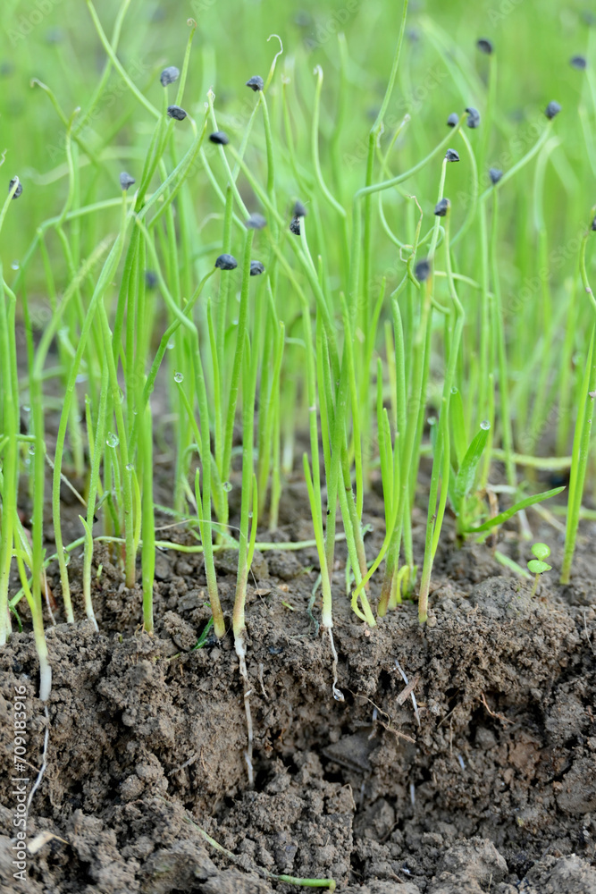 closeup the bunch ripe green small onion plant growing in the farm soft focus natural green brown background. closeup the bunch ripe green small onion plant growing in the farm soft focus natural green brown background.