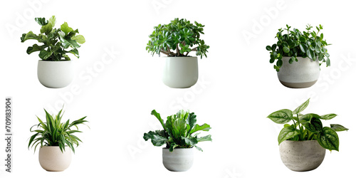Set of Green plants in potted for interior decoration isolated on transparent png background  Houseplant for decorated in bedroom or living room  minimal natural health concept.