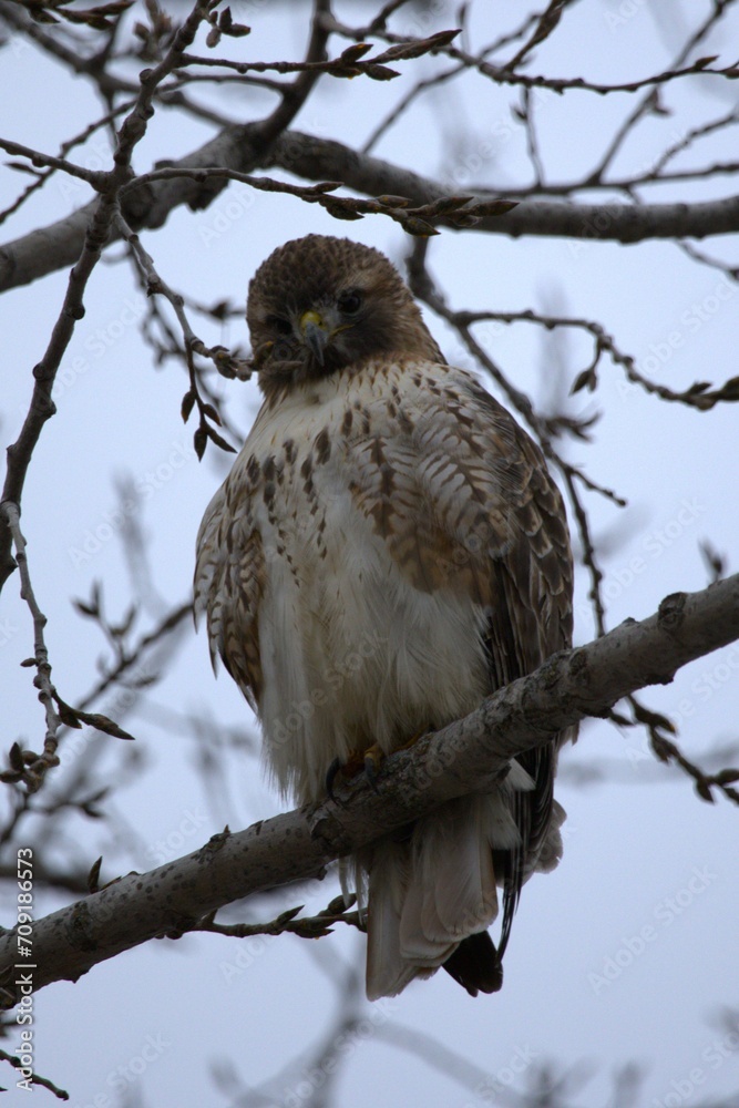 Image of a young Red-tailed Hawk perched in a tree in Tommy Thompson Park in Toronto, Ontario. Image of a young Red-tailed Hawk perched in a tree in Tommy Thompson Park in Toronto, Ontario.