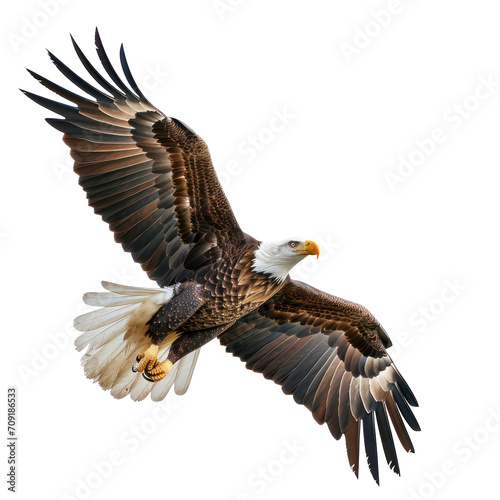 American Eagle flying isolated