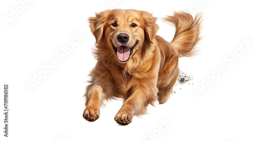 Happy golden retriever running and jumping on transparent background