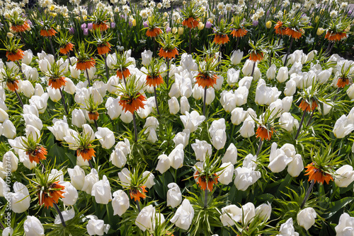 Fototapeta Naklejka Na Ścianę i Meble -  Crown imperial, imperial fritillary or Kaiser's crown (Fritillaria imperialis), Keukenhof flower garden, Lisse, Netherlands