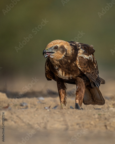 The marsh harriers are birds of prey of the harrier subfamily. They are medium-sized raptors and the largest and broadest-winged harriers.  photo