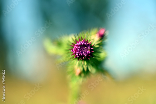 Macro photography of thistle flower.