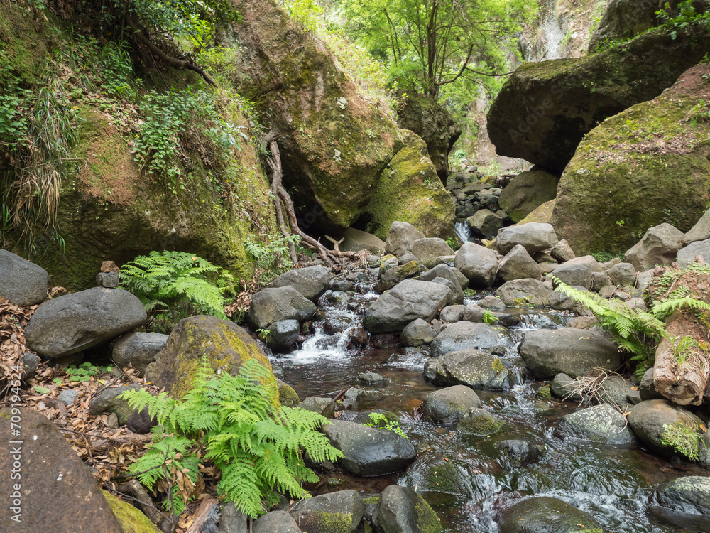 Fototapeta premium View of small water stream with moss covered stones, fern and tropical plants at hiking trail Levada do moinho to levada nova waterfall. Madeira, Portugal