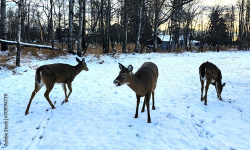 deer in winter