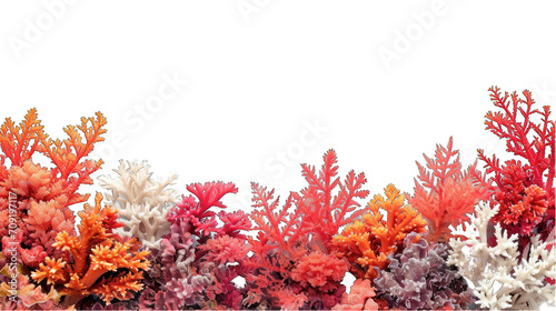 Graphic border of colorful sea coral at the bottom © MelissaMN