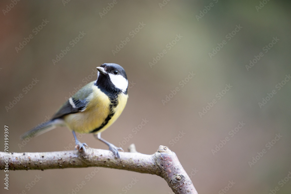 Adult Great Tit (Parus Major) posed on the end of a stick in British back garden in Winter. Yorkshire, UK Adult Great Tit (Parus Major) posed on the end of a stick in British back garden in Winter. Yorkshire, UK