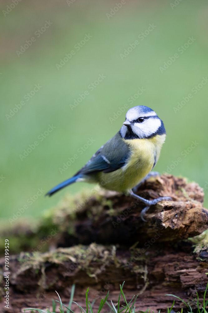 Adult Blue Tit (Cyanistes caeruleus) posed on a log, on the ground, in British back garden in Winter. Yorkshire, UK Adult Blue Tit (Cyanistes caeruleus) posed on a log, on the ground, in British back garden in Winter. Yorkshire, UK