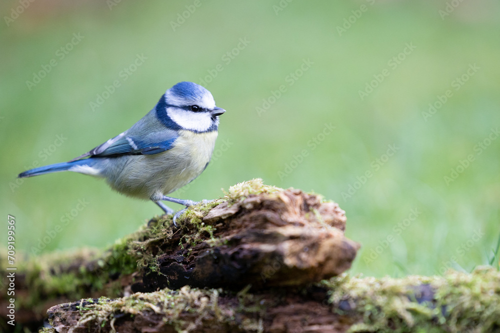 Obraz premium Adult Blue Tit (Cyanistes caeruleus) posed on a log, on the ground, in British back garden in Winter. Yorkshire, UK