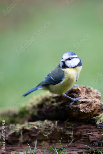 Adult Blue Tit (Cyanistes caeruleus) posed on a log, on the ground, in British back garden in Winter. Yorkshire, UK