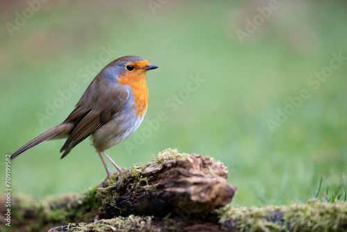 Robin bird (erithacus rubecula) in Winter. Perched on a log, on the ground, in British back garden in Winter. Yorkshire, UK