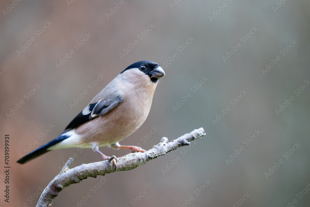 Adult Female Eurasian Bullfinch (Pyrrhula pyrrhula) perched on a branch. Yorkshire, UK in January Adult Female Eurasian Bullfinch (Pyrrhula pyrrhula) perched on a branch. Yorkshire, UK in January