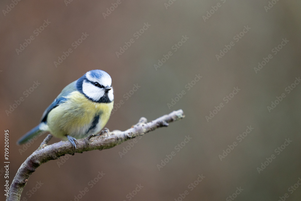 Adult Blue Tit (Cyanistes caeruleus) posed on the end of a branch in British back garden in Winter. Yorkshire, UK
