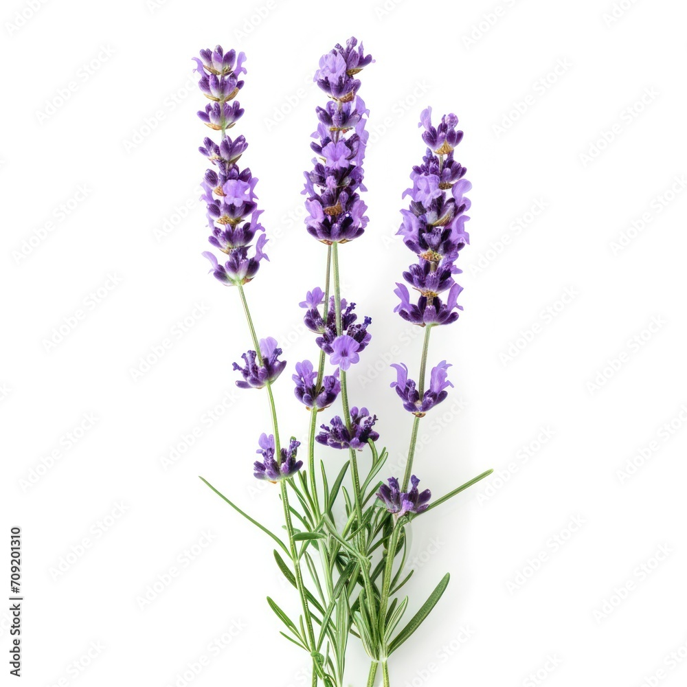 Obraz premium lavender flower isolated