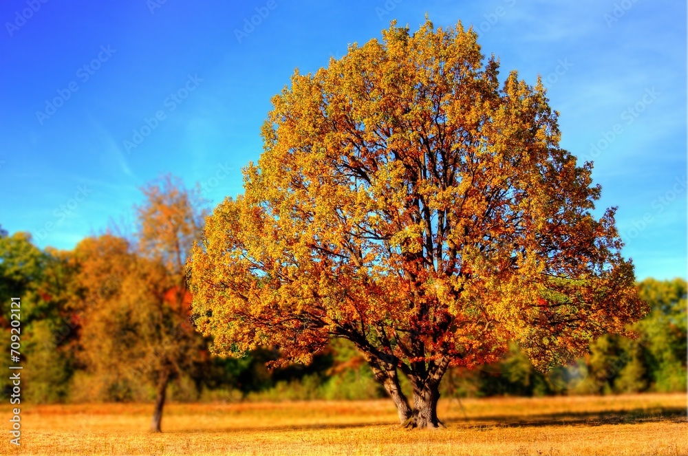 autumn in the park