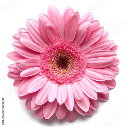 pink gerbera flower isolated