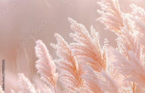the grass is white and has fine brown feathers in it © olegganko