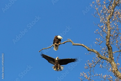 Wappingers Falls Bald Eagles NY photo