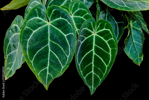 Close-up of heart-shaped tropical Anthurium Clarinervium plant leaves with beautiful lace pattern isolated on black background with clipping path