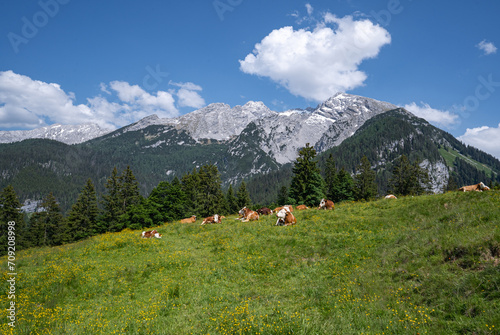 Idyllische Almszenerie mit Fleckvieh-Kühen auf einer Alm im Grenzgebiet der bayrisch - österreichischen Alpen. Alpen