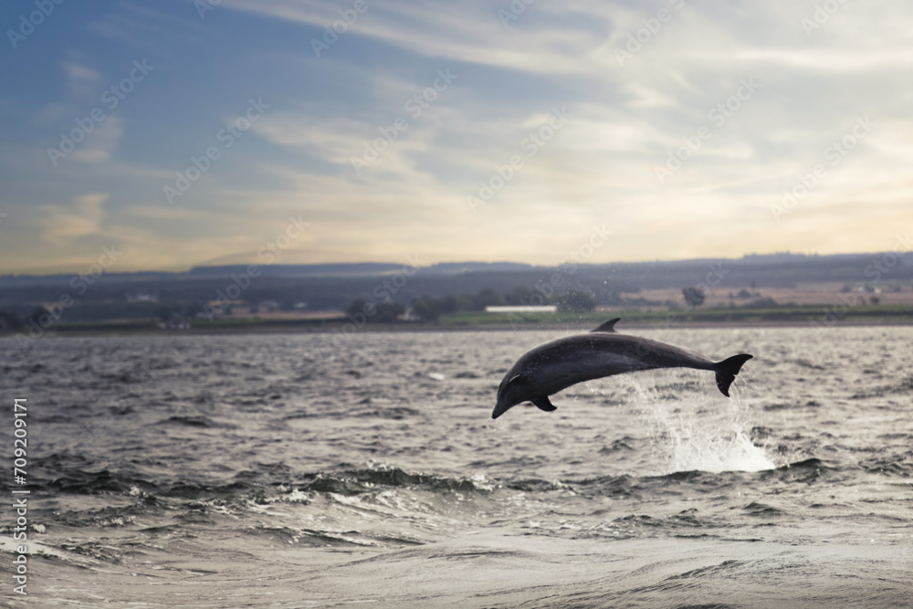 Obraz premium Dynamic Leap: Dolphin in The Moray Firth