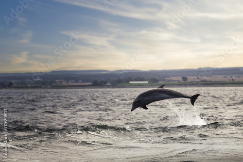 Dynamic Leap: Dolphin in The Moray Firth © Thiago Oliveira