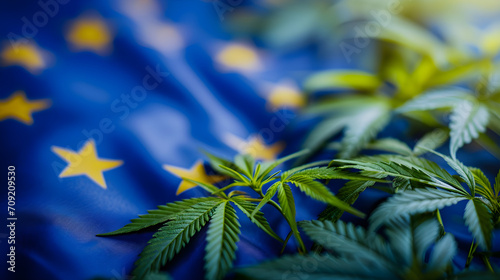 Europ  ische Union und Cannabis-Gesetz - Cannabis-Pflanzen vor der Flagge der Europ  ischen Union