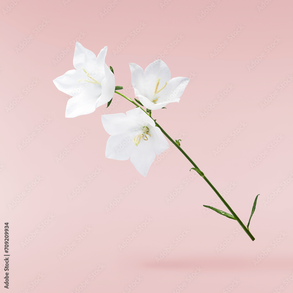 Fototapeta premium Beautiful white Bellflowers falling in the air