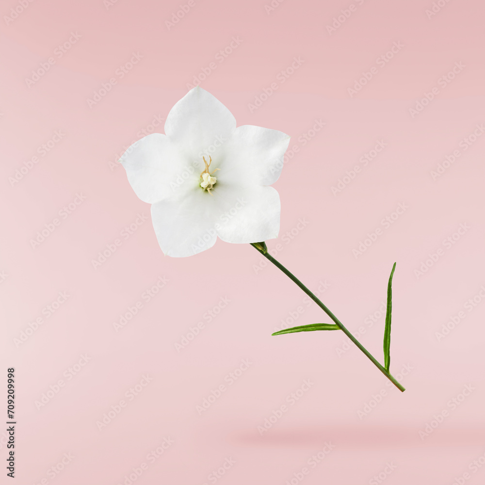 Obraz premium Beautiful white Bellflowers falling in the air