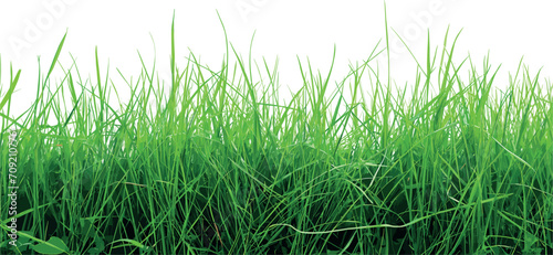 Lush Green Grass Close-up