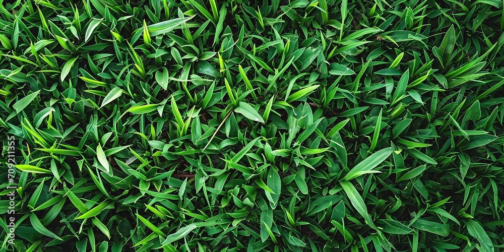 Top view of lush garden lawn with bright green stripes, perfect for creating a vibrant backdrop for sports fields or golf courses. Top view of lush garden lawn with bright green stripes, perfect for creating a vibrant backdrop for sports fields or golf courses.