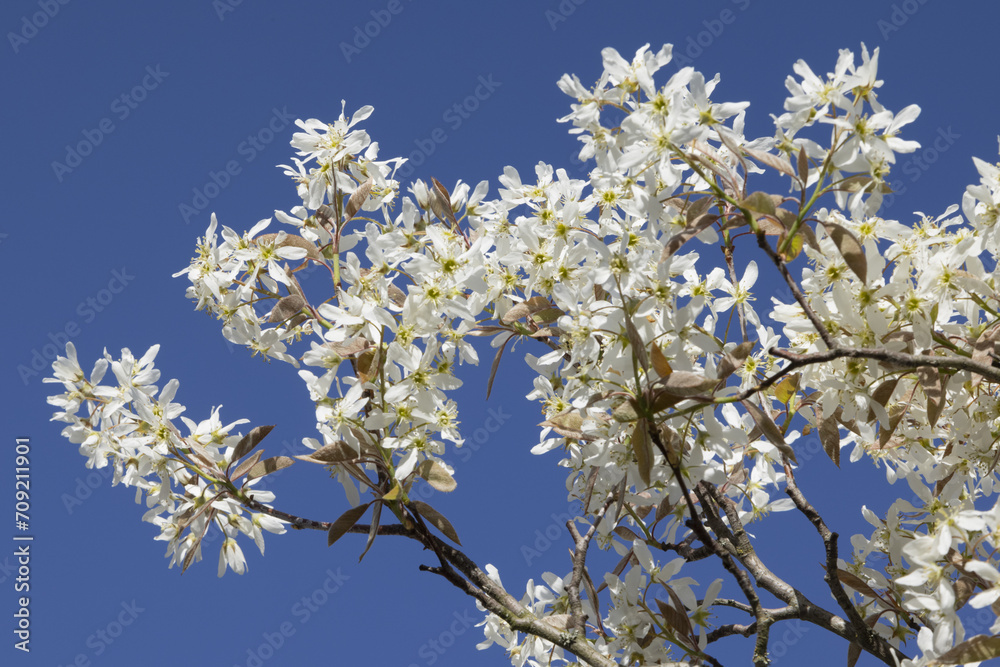 Amelanchier canadensis en fleurs Amelanchier canadensis en fleurs