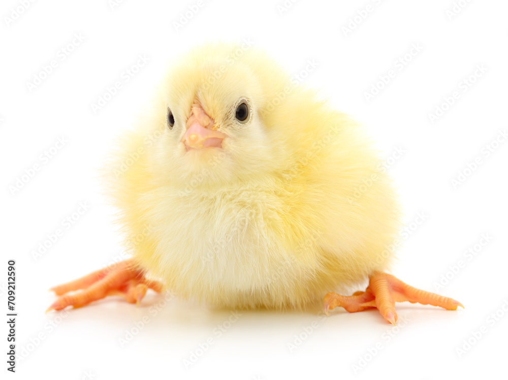 Obraz premium Small yellow chicken