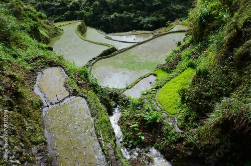 Fototapeta Naklejka Na Ścianę i Meble -  Beautiful view of rice fields near Batad, Philippines