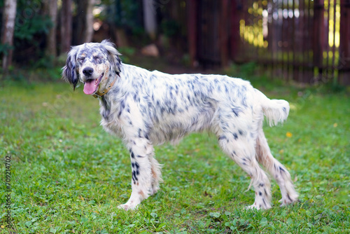 Portrait of a english setter dog with closed eyes standing in the grass