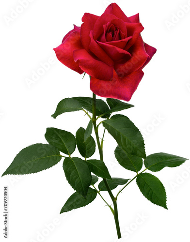Fototapeta Naklejka Na Ścianę i Meble -  Dark red rose with green leaves isolated on transparent background