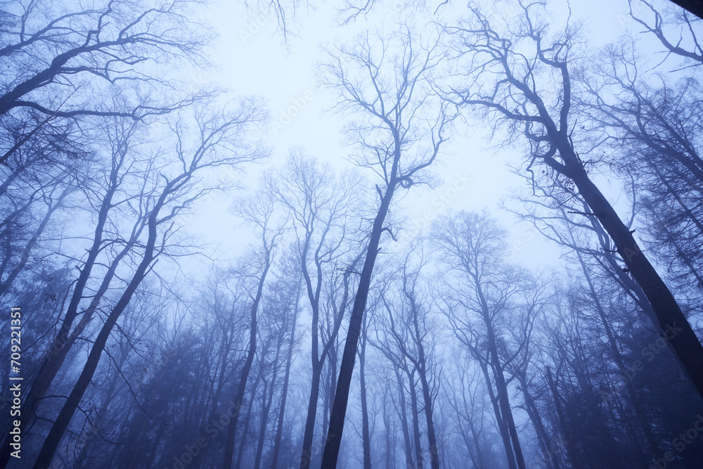 treetops in a winter forest, low angle view, foggy weather treetops in a winter forest, low angle view, foggy weather
