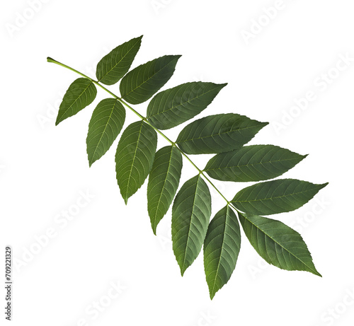 Fresh green Ash tree leaves falling in the air isolated photo