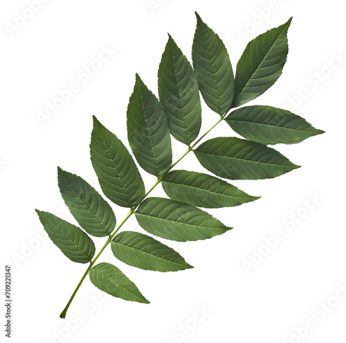 Fresh green Ash tree leaves falling in the air isolated