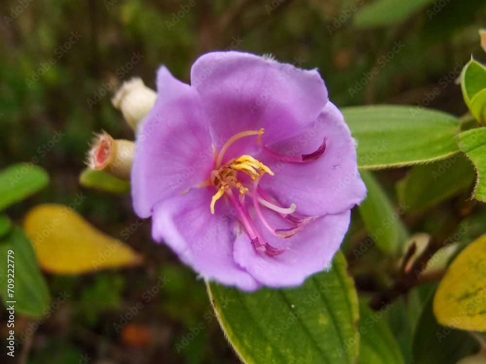 The close-up of a common Melastoma, Melastoma malabathricum with green leaves background The close-up of a common Melastoma, Melastoma malabathricum with green leaves background
