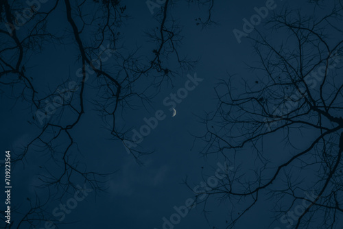 Blue sky with moon and tree   night sky with moon  frame tree.