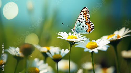 butterfly on a daisy flower © Birol Dincer 