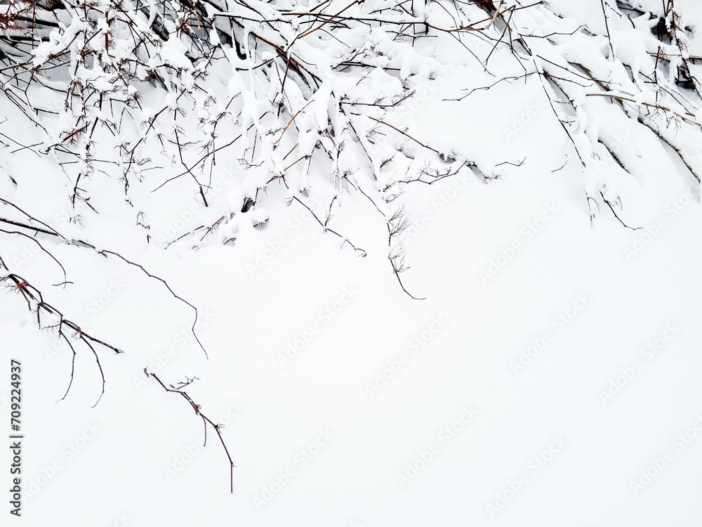 Tree branches in the snow. Winter landscape. Snow covered tree branches.