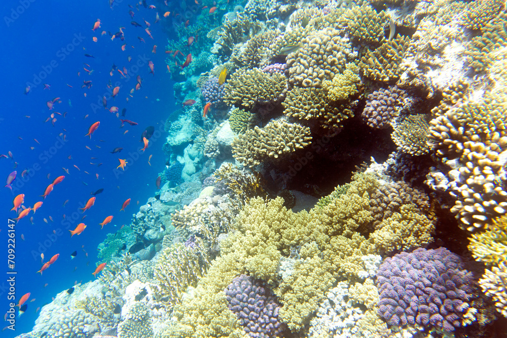 Obraz premium Under water photo of coral reef